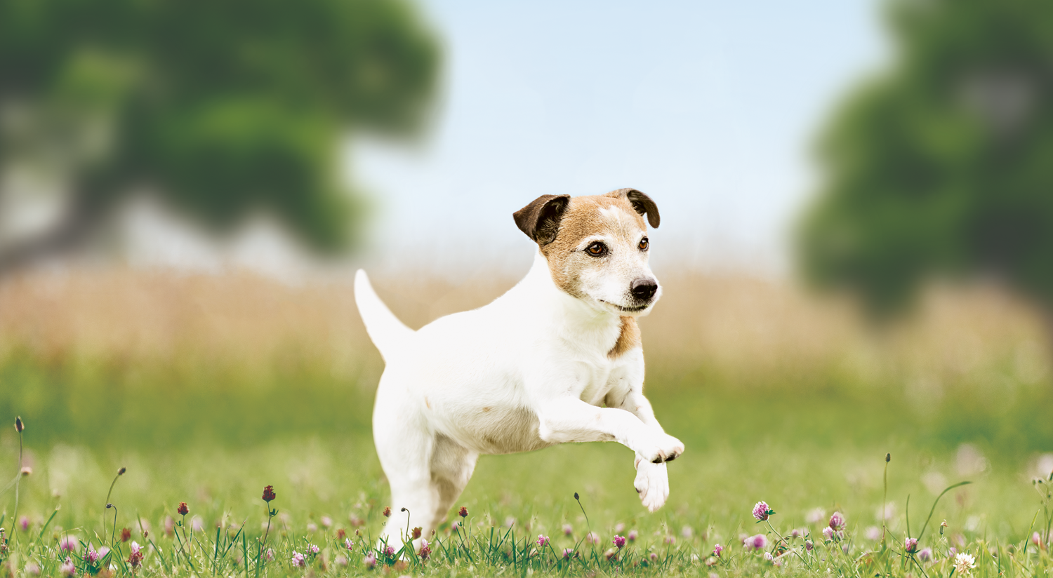 Dry dog food for senior dogs of small breeds 